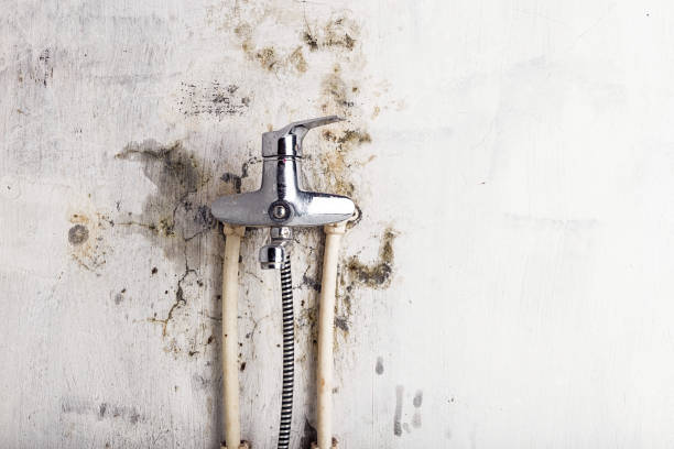 Best Mold Removal Company Near Me  in Iowa Park, TX