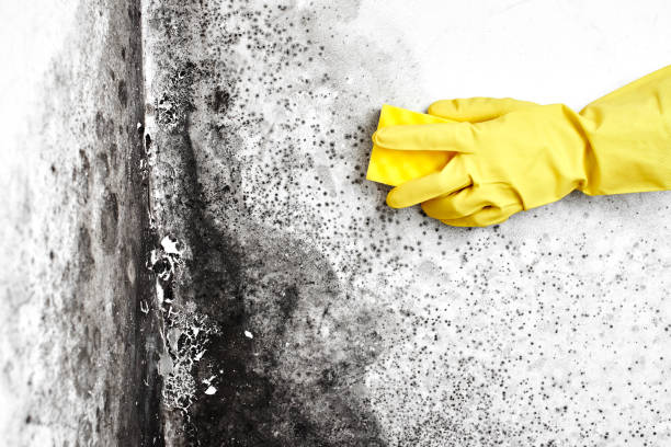 Best Affordable Mold Removal  in Iowa Park, TX