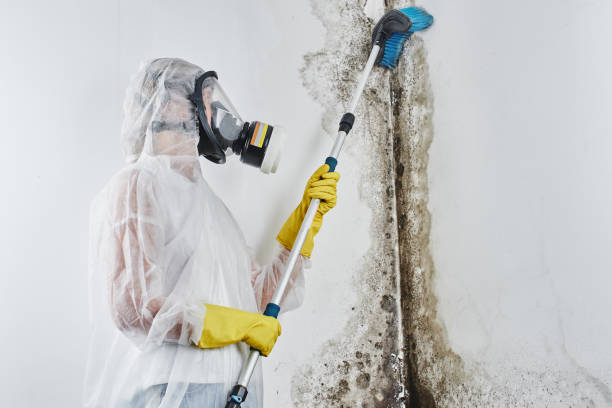 Best Black Mold Removal  in Iowa Park, TX