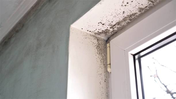 Best Emergency Mold Removal  in Iowa Park, TX