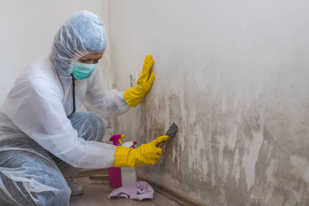 Certified Mold Removal in Iowa Park, TX