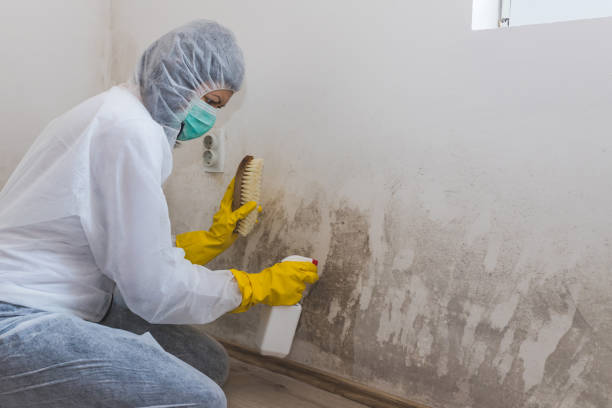 Best Attic Mold Removal  in Iowa Park, TX
