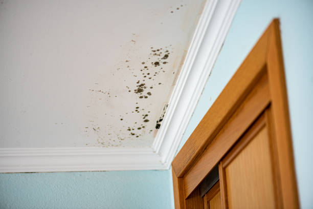 Best Mold Removal and Inspection  in Iowa Park, TX