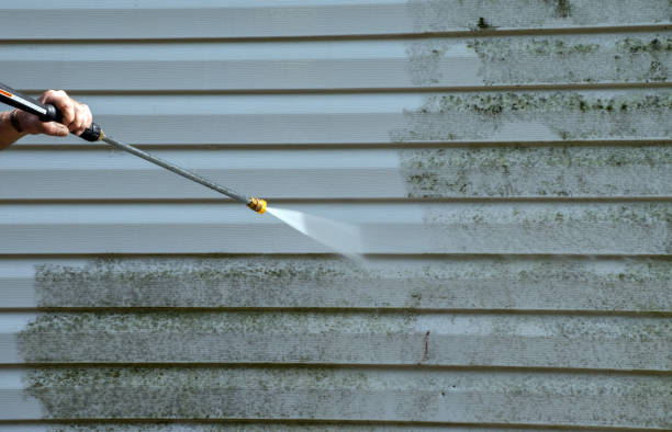 Best Home Mold Removal  in Iowa Park, TX