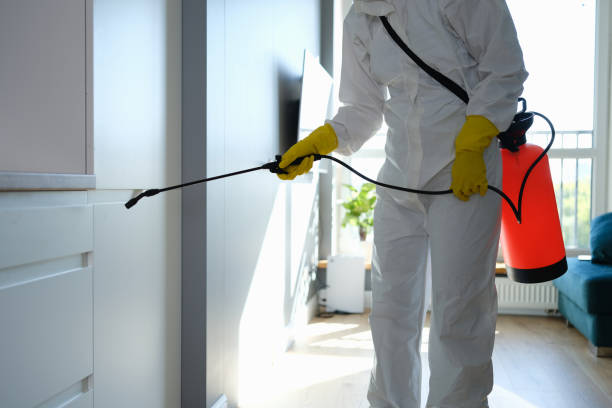 Best Toxic Mold Removal  in Iowa Park, TX