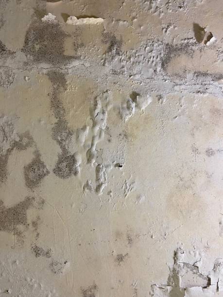 Mold Removal and Inspection in Iowa Park, TX