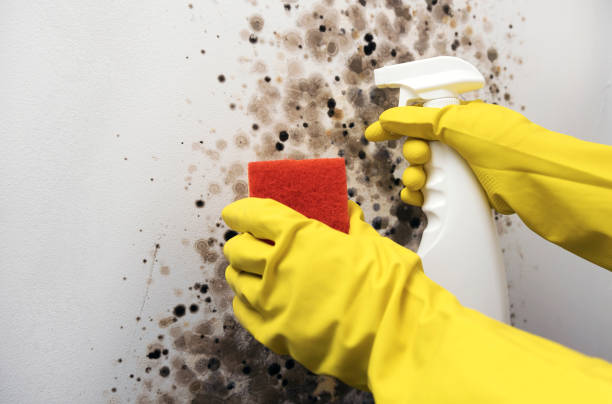 Crawl Space Mold Removal in Iowa Park, TX