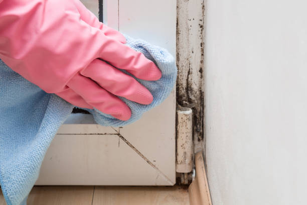 Best Attic Mold Removal  in Iowa Park, TX