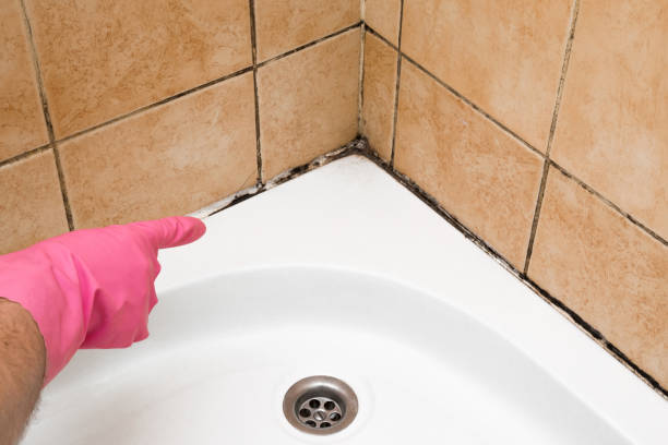 Best Mold Testing  in Iowa Park, TX